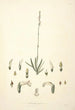 Collectanea botanica Pl30 - John Lindley — weergave van het kunstwerk