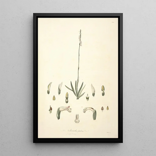 John Lindley - Collectanea botanica Pl30.webp