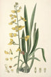 Collectanea botanica Pl31 - John Lindley — weergave van het kunstwerk