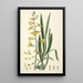 Collectanea botanica Pl31 - John Lindley — ingelijst kunstwerk aan de muur
