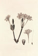 Collectanea botanica Pl34 - John Lindley — weergave van het kunstwerk