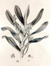 Collectanea botanica Pl. 38 - John Lindley — weergave van het kunstwerk