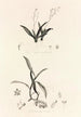 Collectanea botanica Pl39 - John Lindley — weergave van het kunstwerk