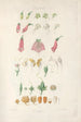 Digitalium monographia Pl01 - John Lindley — weergave van het kunstwerk