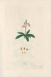 Digitalium monographia Pl06 - John Lindley — weergave van het kunstwerk