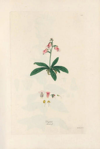 John Lindley - Digitalium monographia Pl06.webp