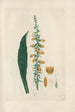 Digitalium monographia Pl09 - John Lindley | Reproduction — weergave van het kunstwerk