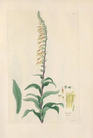 John Lindley - Digitalium monographia Pl19.webp