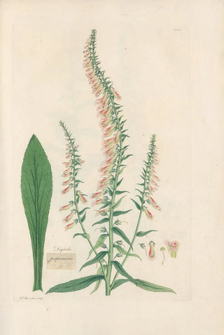 John Lindley - Digitalium monographia Pl20.webp