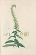 Digitalium monographia Pl23 - John Lindley — weergave van het kunstwerk