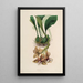 Sertum orchidaceum Une couronne des plus belles fleurs orchidées Pl01 - John Lindley — ingelijst kunstwerk aan de muur