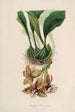 Sertum orchidaceum Une couronne des plus belles fleurs orchidées Pl01 - John Lindley — weergave van het kunstwerk