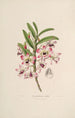Sertum orchidaceum Une couronne des plus belles fleurs orchidées Pl03 - John Lindley | Reproduction — weergave van het kunstwerk