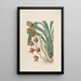 Sertum orchidaceum Une couronne des plus belles fleurs orchidées Pl04 - John Lindley — ingelijst kunstwerk aan de muur