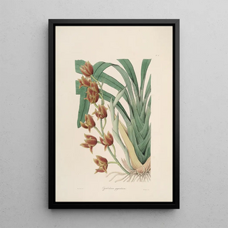 John Lindley - Sertum orchidaceum A wreath of the most beautiful orchidaceous flowers Pl04.webp