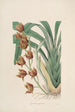 Sertum orchidaceum Une couronne des plus belles fleurs orchidées Pl04 - John Lindley — weergave van het kunstwerk