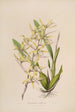 Sertum orchidaceum Une couronne des plus belles fleurs orchidées Pl07 - John Lindley — weergave van het kunstwerk