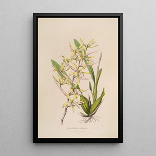 John Lindley - Sertum orchidaceum A wreath of the most beautiful orchidaceous flowers Pl07.webp