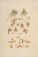 Sertum orchidaceum Une couronne des plus belles fleurs orchidées Pl08 - John Lindley — weergave van het kunstwerk