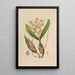 Sertum orchidaceum Une couronne des plus belles fleurs orchidées Pl10 - John Lindley — ingelijst kunstwerk aan de muur