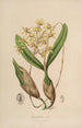 Sertum orchidaceum Une couronne des plus belles fleurs orchidées Pl10 - John Lindley — weergave van het kunstwerk