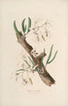 Sertum orchidaceum Une couronne des plus belles fleurs orchidées Pl11 - John Lindley — weergave van het kunstwerk