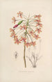 Sertum orchidaceum Une couronne des plus belles fleurs orchidées Pl13 - John Lindley | Reproduction — weergave van het kunstwerk