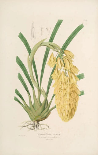 John Lindley - Sertum orchidaceum A wreath of the most beautiful orchidaceous flowers Pl14.webp