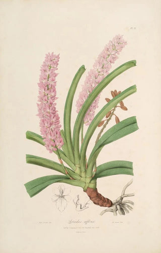 John Lindley - Sertum orchidaceum A wreath of the most beautiful orchidaceous flowers Pl15.webp
