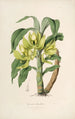 Sertum orchidaceum Une couronne des plus belles fleurs orchidées Pl16 - John Lindley — weergave van het kunstwerk