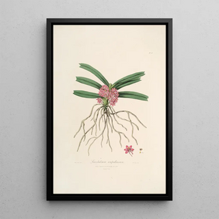 John Lindley - Sertum orchidaceum A wreath of the most beautiful orchidaceous flowers Pl17.webp