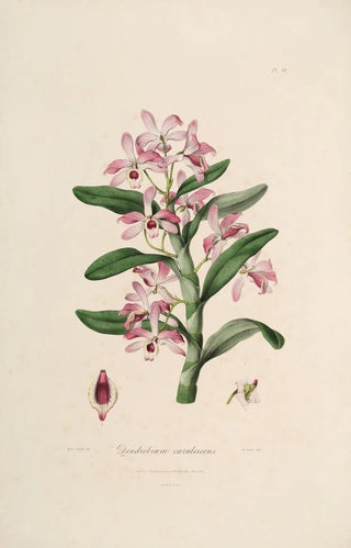 John Lindley - Sertum orchidaceum A wreath of the most beautiful orchidaceous flowers Pl18.webp
