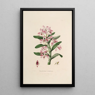 John Lindley - Sertum orchidaceum A wreath of the most beautiful orchidaceous flowers Pl18.webp