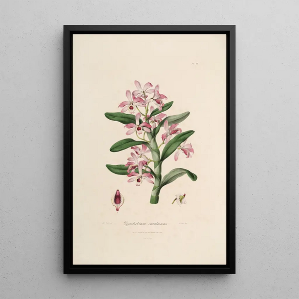 John Lindley - Sertum orchidaceum A wreath of the most beautiful orchidaceous flowers Pl18.webp