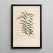 Sertum orchidaceum Une couronne des plus belles fleurs orchidées Pl19 - John Lindley — ingelijst kunstwerk aan de muur