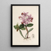 Sertum orchidaceum Une couronne des plus belles fleurs orchidées Pl22 - John Lindley — ingelijst kunstwerk aan de muur