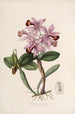 Sertum orchidaceum Une couronne des plus belles fleurs orchidées Pl22 - John Lindley — weergave van het kunstwerk