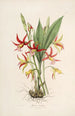 Sertum orchidaceum Une couronne des plus belles fleurs orchidées Pl23 - John Lindley | Reproduction — weergave van het kunstwerk