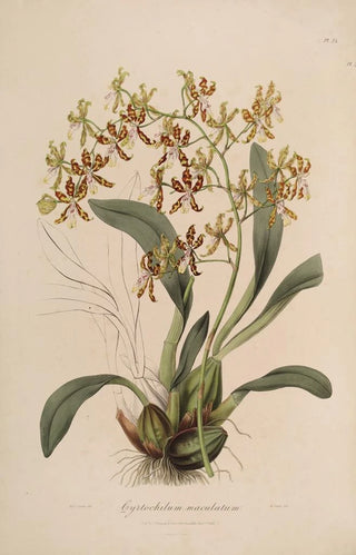 John Lindley - Sertum orchidaceum A wreath of the most beautiful orchidaceous flowers Pl25.webp