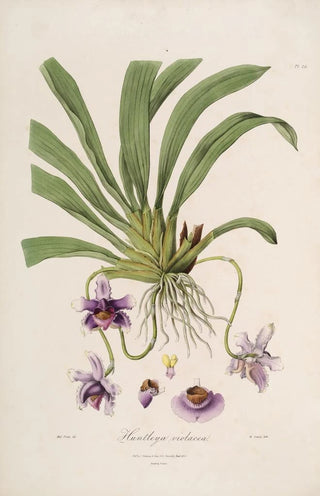 John Lindley - Sertum orchidaceum A wreath of the most beautiful orchidaceous flowers Pl26.webp