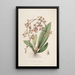 Sertum orchidaceum Une couronne des plus belles fleurs orchidées Pl27 - John Lindley — ingelijst kunstwerk aan de muur