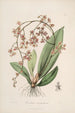 Sertum orchidaceum Une couronne des plus belles fleurs orchidées Pl27 - John Lindley — weergave van het kunstwerk