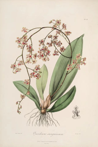 John Lindley - Sertum orchidaceum A wreath of the most beautiful orchidaceous flowers Pl27.webp