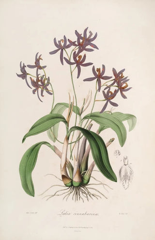 John Lindley - Sertum orchidaceum A wreath of the most beautiful orchidaceous flowers Pl28.webp