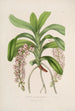 Sertum orchidaceum Une couronne des plus belles fleurs orchidées Pl30 - John Lindley — weergave van het kunstwerk