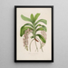 Sertum orchidaceum Une couronne des plus belles fleurs orchidées Pl30 - John Lindley — ingelijst kunstwerk aan de muur