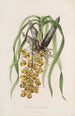 Sertum orchidaceum Une couronne des plus belles fleurs orchidées Pl31 - John Lindley — weergave van het kunstwerk