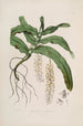 Sertum orchidaceum Une couronne des plus belles fleurs orchidées Pl32 - John Lindley — weergave van het kunstwerk