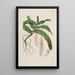 Sertum orchidaceum Une couronne des plus belles fleurs orchidées Pl32 - John Lindley — ingelijst kunstwerk aan de muur