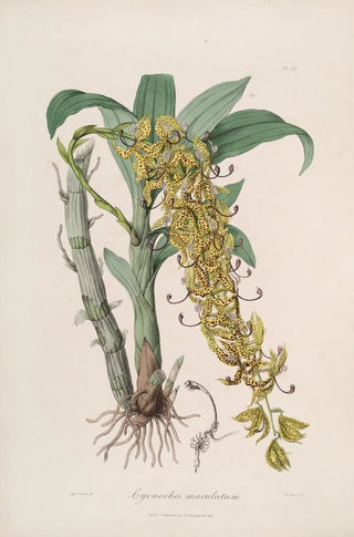 John Lindley - Sertum orchidaceum A wreath of the most beautiful orchidaceous flowers Pl33.webp